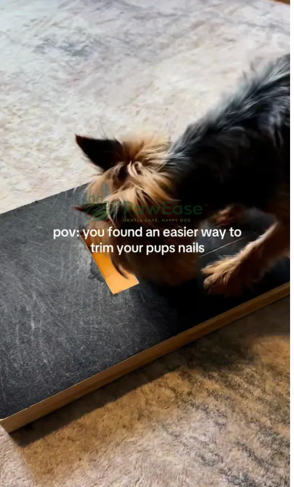 Dog using NailEase scratch board at home